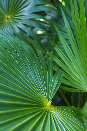 Saw Palmetto