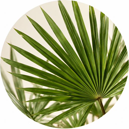 Saw palmetto leaf