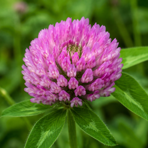 Pink red clover blossom